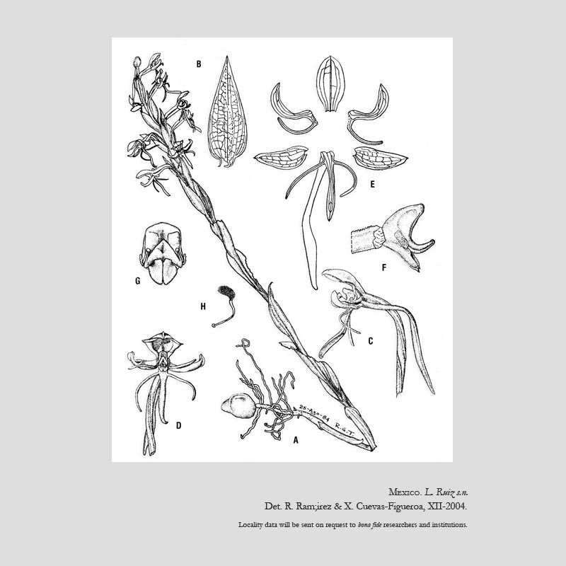 Habenaria mariae